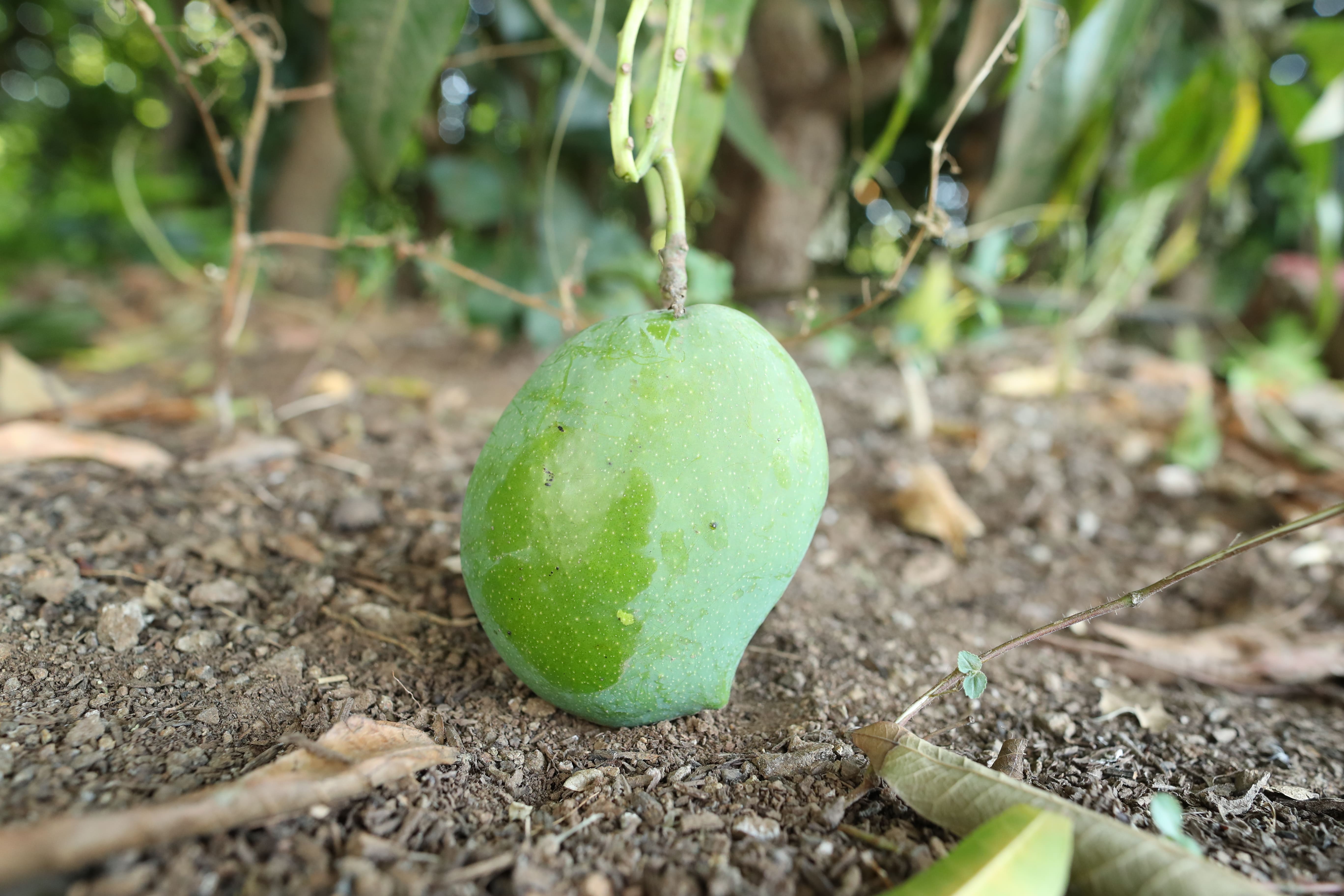 અર્કા નીલકિરણ કેરી