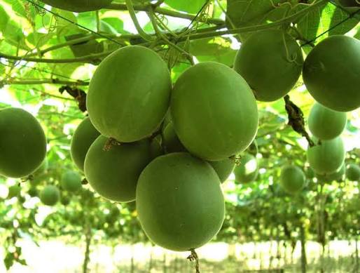 રિયો ગ્રાન્ટ ફ્રૂટ