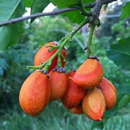 પીનટ બટર ફ્રૂટ