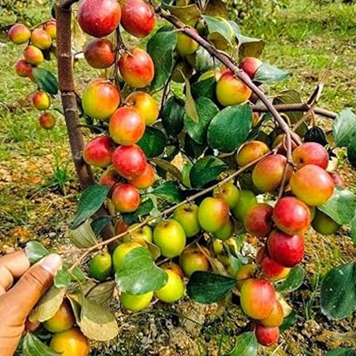 બોર સુંદરી કલમ