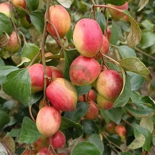 બોર કાશ્મીરી કલમ