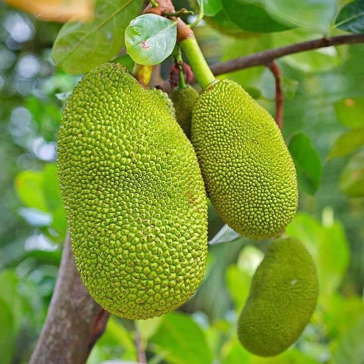 ફણસ ગ્રીન કલમ