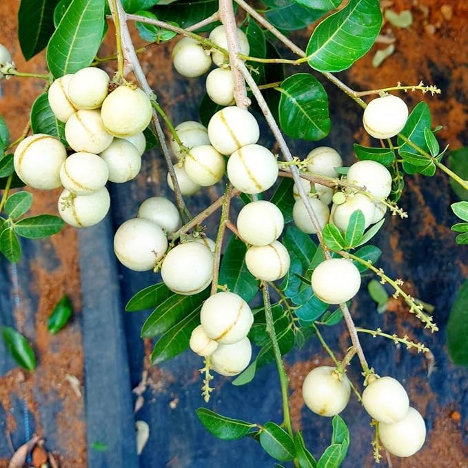 લોગાન વાઈટ