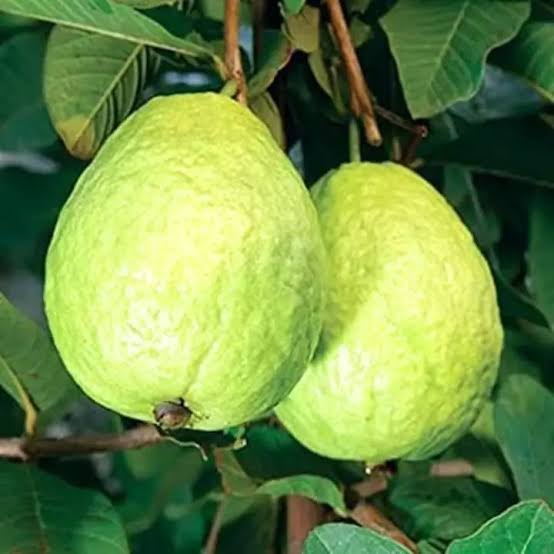 જામફળ થાઈ 7