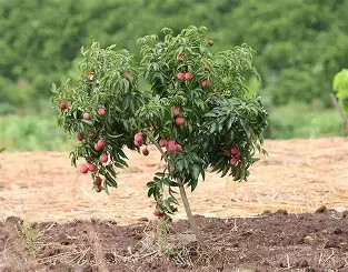 લીચી મુજફફર