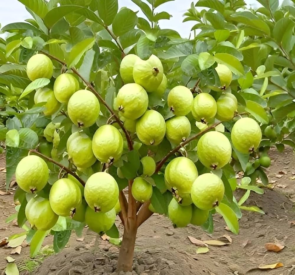 પેરૂ કલમ