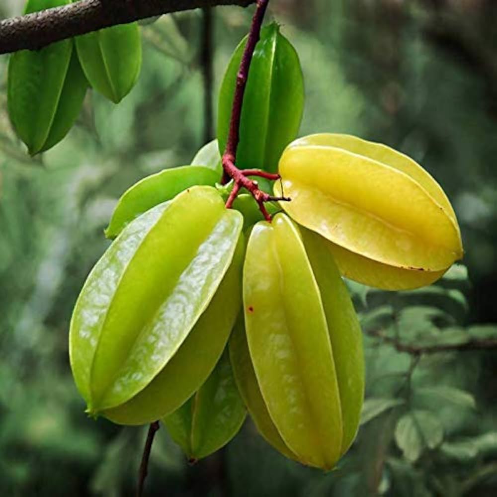 કમરખ કલમ