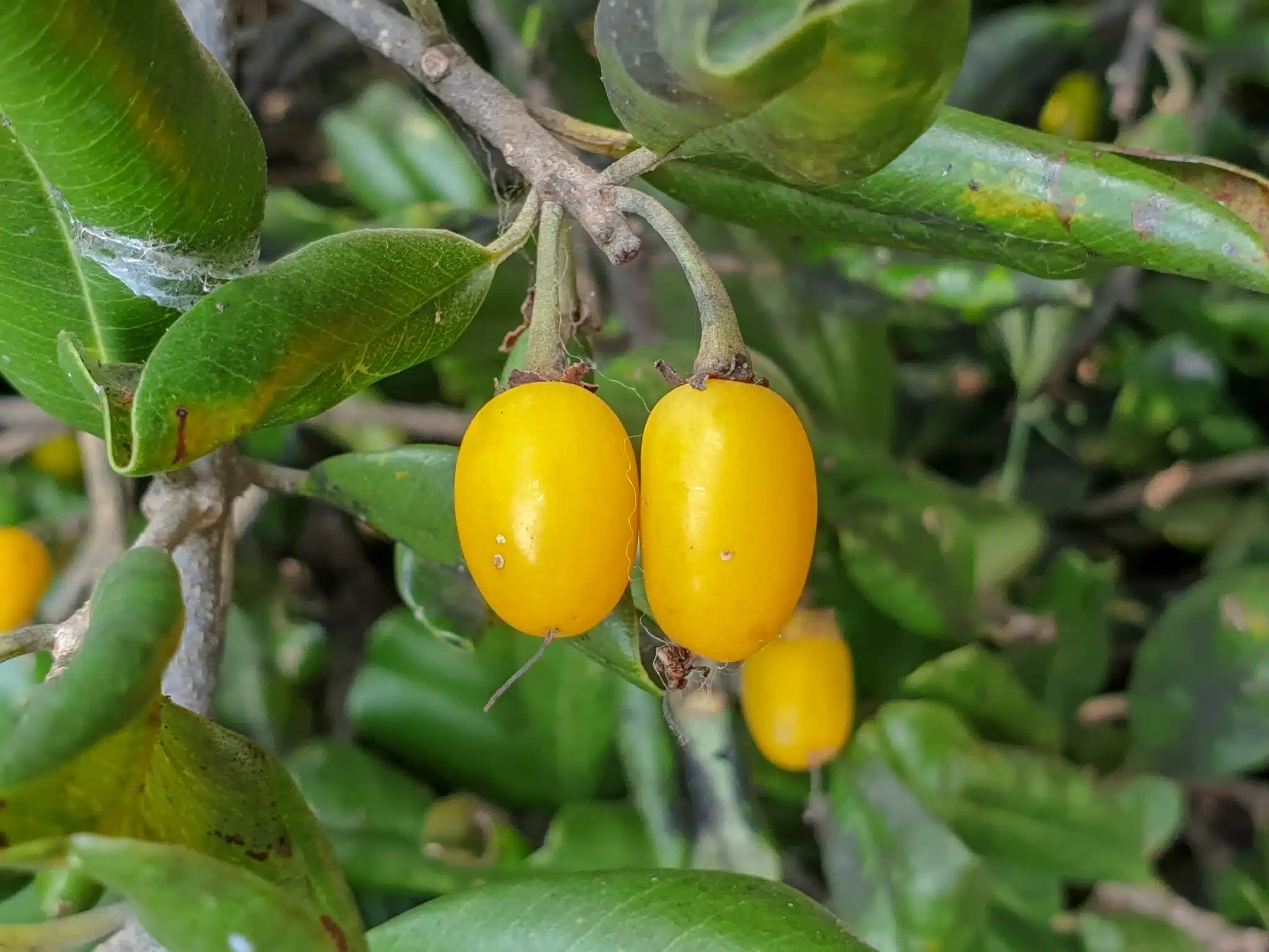 રાયણ